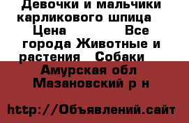 Девочки и мальчики карликового шпица  › Цена ­ 20 000 - Все города Животные и растения » Собаки   . Амурская обл.,Мазановский р-н